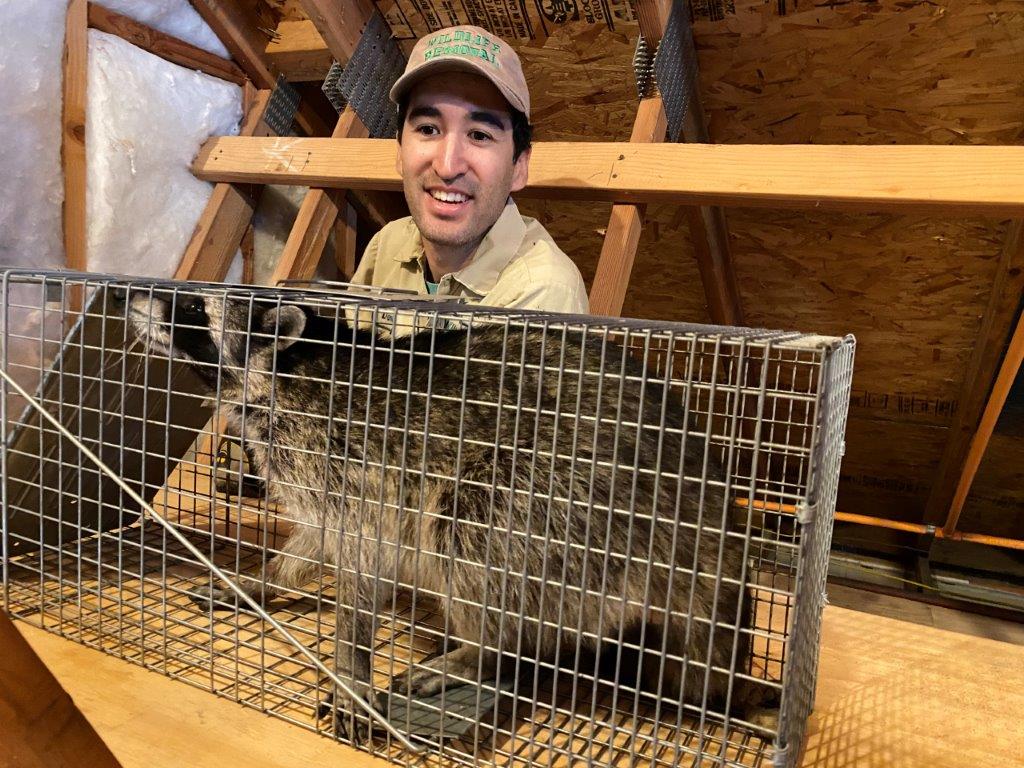 Kalamazoo raccoon trapping